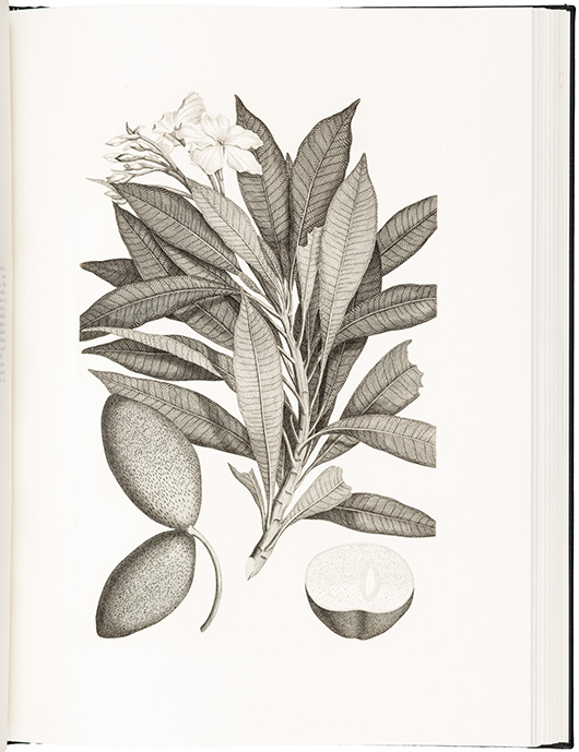 Illustration from Captain Cook's ‘Florilegium.’ PBA Galleries image.